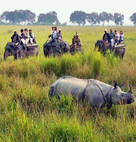 Kaziranga National Park Packages