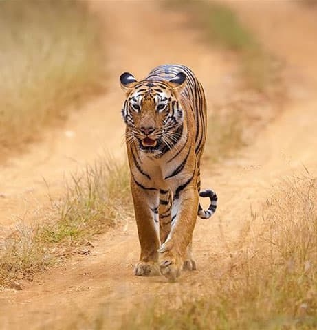 Tadoba National Park Packages
